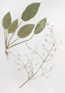 Pressed field herbarium specimen showing broad leaves with roots and delicate branching stem with seed pods on white background