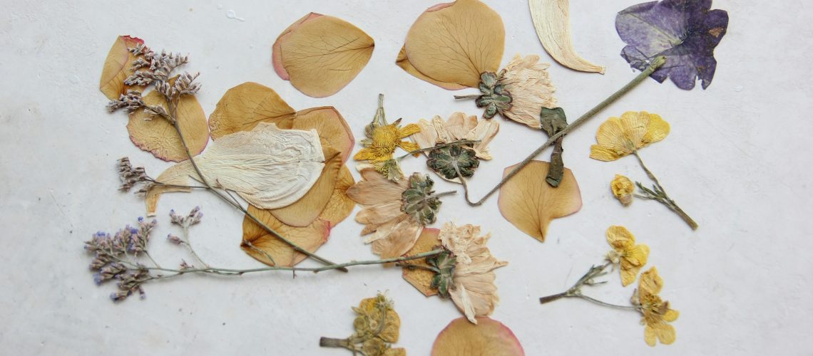 Pressed plant specimens arranged on paper for a field herbarium, showing dried flowers and leaves
